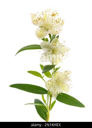 Branche de myrte commune avec fleurs isolées sur blanc Banque D'Images