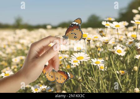 Femme avec de beaux papillons de tigre Unis dans le champ de camomille, gros plan Banque D'Images