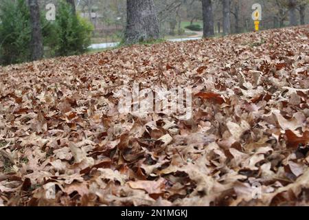 feuilles tombées avec troncs d'arbre en arrière-plan Banque D'Images