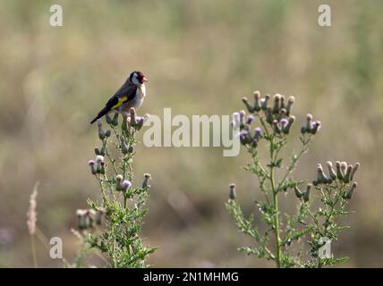 goldfinch (Carduelis carduelis) perché sur un chardon à fleurs et isolé avec un fond naturel Banque D'Images