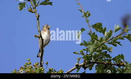 Jeune golfeuse (Carduelis carduelis) perchée dans un arbre et isolée avec un fond naturel Banque D'Images