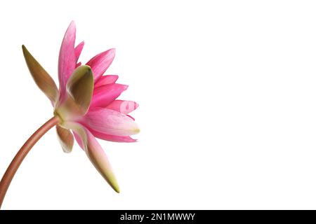 Belle fleur rose lotus isolée sur blanc Banque D'Images