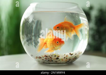 Magnifiques petits poissons rouges lumineux dans un aquarium en verre rond sur une table à l'intérieur Banque D'Images