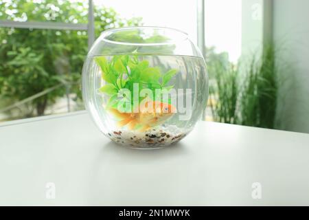Magnifique petit poisson doré lumineux dans un aquarium en verre rond sur une table à l'intérieur Banque D'Images