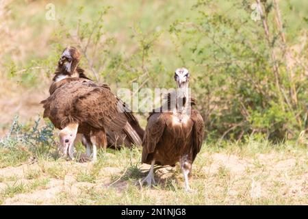 Le groupe de famille de la Vulture à capuchon (Necrosyrtes monachus) se forage. Il est considéré comme gravement en danger en raison de l'empoisonnement, du commerce de la médecine traditionnelle, Banque D'Images