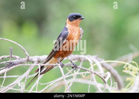 Swallow à poitrine rouge (Cecrosis semirufa), Limpopo. C'est un migrant d'été en Afrique du Sud Banque D'Images