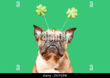 Chien Bulldog français portant St. Serre-tête de costume shamrock de Patrick sur fond vert Banque D'Images