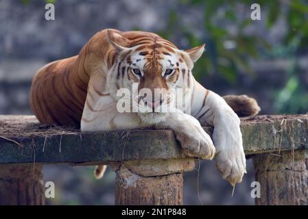 Gros plan d'un tigre doré Banque D'Images