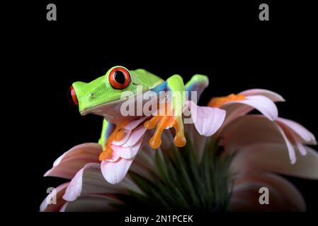 La grenouille d'arbre aux yeux rouges élève une fleur rouge Banque D'Images