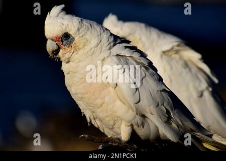 Une corella à long bec de l'Ouest bénéficiant du soleil de l'après-midi Banque D'Images