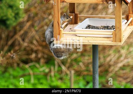 Écureuil gris de l'est ou écureuil gris (Sciurus carolinensis) grimpant sur un mangeoire à oiseaux de cour à la recherche d'un repas facile. Banque D'Images