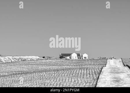 Hermanus, Afrique du Sud - 20 septembre 2022 : bâtiments agricoles et vignobles à Benguela Cove Wine Estate près de Hermanus dans la province du Cap occidental. Monochrome Banque D'Images