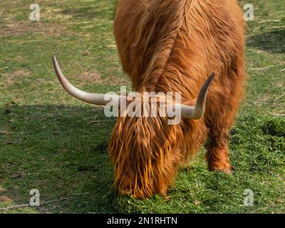 Race écossaise de bovins rustiques des Highlands. Les vaches à fourrure mangent de l'herbe fraîche dans les enclos. Banque D'Images