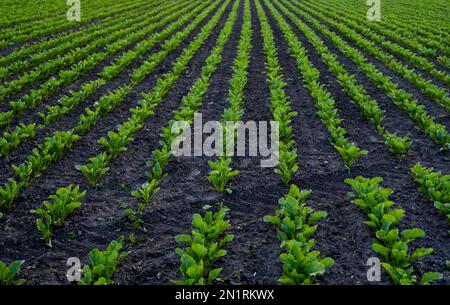 Petits pousses de racines de betteraves, plantes de betteraves dans le sol. Jeunes feuilles de betteraves, germe vert. Betteraves plantules au champ, agriculture. Banque D'Images