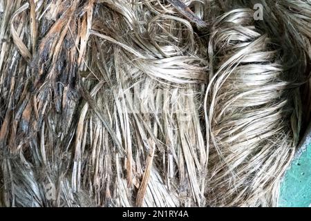 Culture de jute à Gaibandha, Bangladesh. Texture de la fibre brute de jute. Le jute est connu sous le nom de fibre dorée. Il est de fibre végétale naturelle brun jaunâtre. Banque D'Images