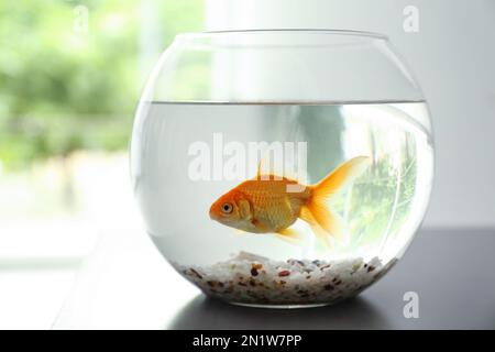 Magnifique petit poisson doré lumineux dans un aquarium en verre rond sur une table à l'intérieur Banque D'Images