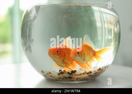 Magnifiques petits poissons rouges lumineux dans un aquarium en verre rond sur une table à l'intérieur, en gros plan Banque D'Images