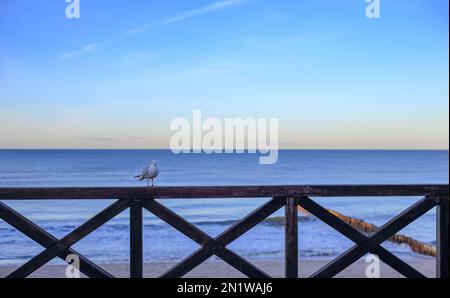 Mouette assise sur la rampe de la jetée à Mielno, Pologne Banque D'Images