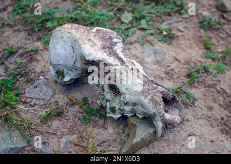 Le crâne d'un loup ou d'un chien dans la forêt se trouve sur le sol de près. Banque D'Images
