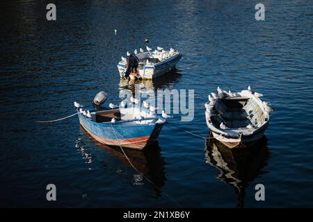 Un troupeau de mouettes se trouve sur des bateaux de pêche. Banque D'Images