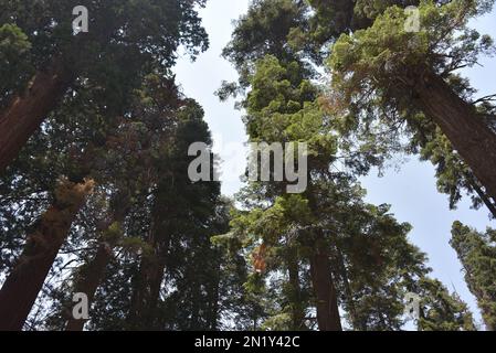 Gros plan de séquoias géants contre un ciel lumineux dans la forêt nationale de Sequoia, en Californie. Banque D'Images