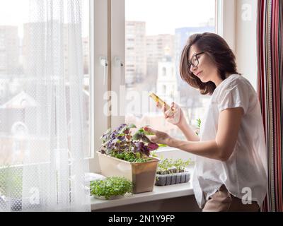 La femme prend des photos de plantules de basilic et de microverts sur le rebord de la fenêtre. Culture de plantes comestibles biologiques pour une alimentation saine. Jardinage à la maison. Banque D'Images