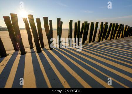 Poteaux en bois pour la culture des moules de bouchot sur la plage de Wissant Banque D'Images