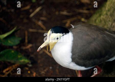 Le lapin masqué (Vanellus Miles) est un grand oiseau, commun et ostentatoire originaire d'Australie, en particulier des parties nord et est de la cose Banque D'Images