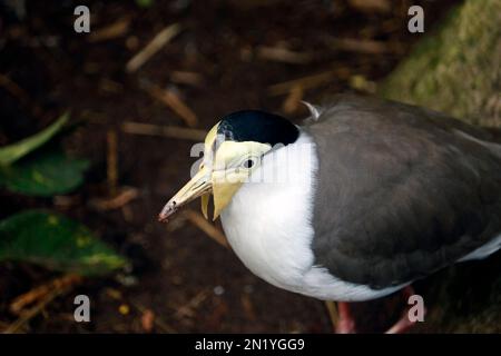 Le lapin masqué (Vanellus Miles) est un grand oiseau, commun et ostentatoire originaire d'Australie, en particulier des parties nord et est de la cose Banque D'Images