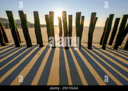 Poteaux en bois pour la culture des moules de bouchot sur la plage de Wissant Banque D'Images