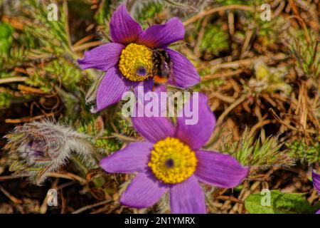 Bumblebee sur une fleur du Pulsatilla vulgaris Banque D'Images