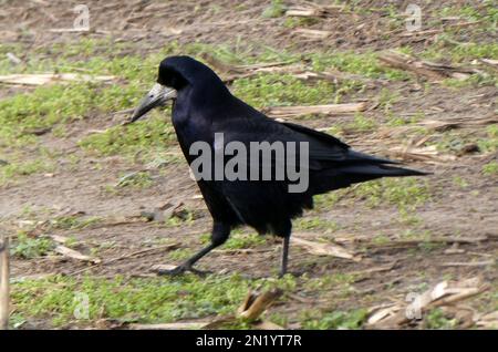 Un rook (Corvus frugilegus) à pied. Cet oiseau est membre de la famille des Corvidae. Les freux sont principalement des oiseaux résidents. Lieu: Hardenberg, le Neth Banque D'Images