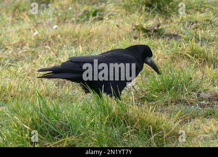 Un rook (Corvus frugilegus) à la recherche de nourriture dans l'herbe. Cet oiseau est membre de la famille des Corvidae. Les freux sont principalement des oiseaux résidents. Emplacement : h Banque D'Images