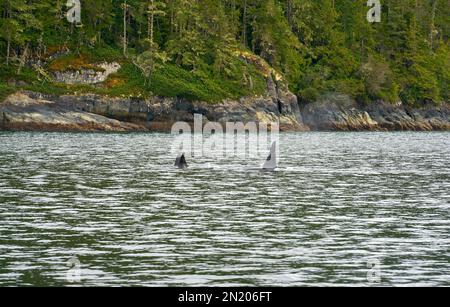 Grand Orcas de détroit de Johnstone mâle de fin. Une gousse d'Orcas se nourrissant et nageant dans le détroit de Johnstone, en Colombie-Britannique. Banque D'Images