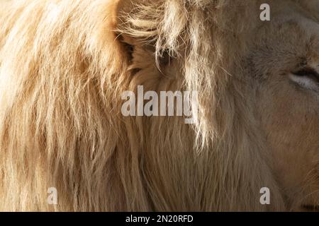 Oreille de lion avec détails en gros plan en fourrure de manie douce et ensoleillée. Grande fourrure de chat longue sur la tête Banque D'Images