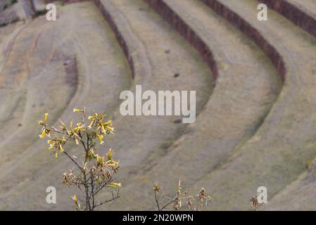 Vue panoramique sur les terrasses cultivées et une plante jaune peut être vue au premier plan. Zone de Pisac, Vallée Sacrée. Banque D'Images