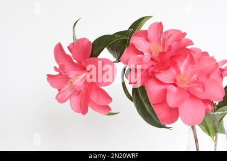 Trois fleurs de Camellia rose (Camellia japonica) dans un vase en verre transparent sur fond blanc. Banque D'Images