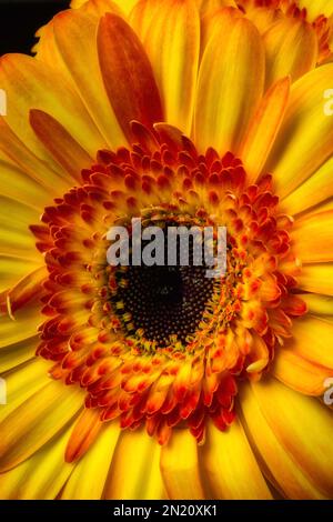 Moody jaune Orange Gerbera Banque D'Images