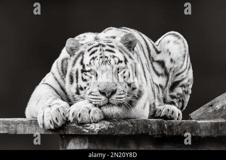 Tigre en noir et blanc paisiblement pondu pont en bois. Vue portrait avec arrière-plan sombre flou. Grand chat sauvage Banque D'Images