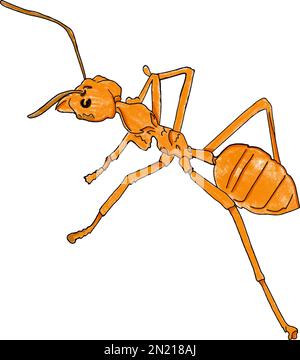 orange ant isolé sur blanc Illustration de Vecteur