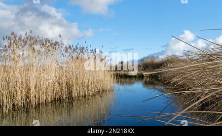 Le roseau commun (Phragmites australis) se trouve en fleur, en bordure de la rivière Arun, Arundel, Sussex, Royaume-Uni, février. Banque D'Images