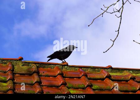 WESTERN Jackdaw (Corvus monedula, Coloeus monedula) sur un toit avec de vieux carreaux de toit vitrifiés rouges, les tuiles du nord au soleil. Banque D'Images