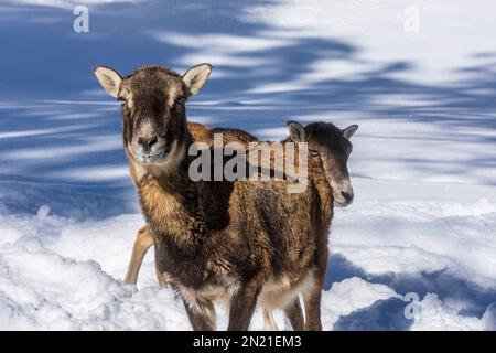 Naturpark Hohe Wand: Jeune mouflon d'Europe (Ovis aries musimon) dans la neige à Wiener Alpen, Alpes, Niederösterreich, Basse-Autriche, Autriche Banque D'Images