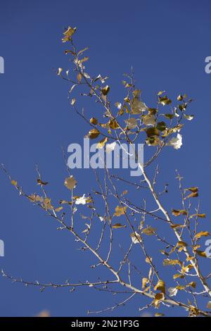 Feuilles jaunes contre un ciel bleu de l'alba populus en hiver en Espagne Banque D'Images