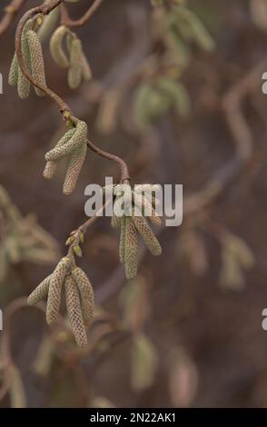 Chatons mâles sur un Hazel de Corkscrew. (Corylus avellana 'contorta'). Banque D'Images