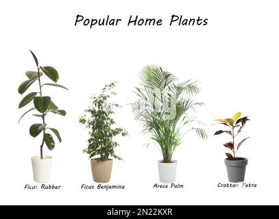 Ensemble de plantes de maison populaires sur fond blanc Banque D'Images