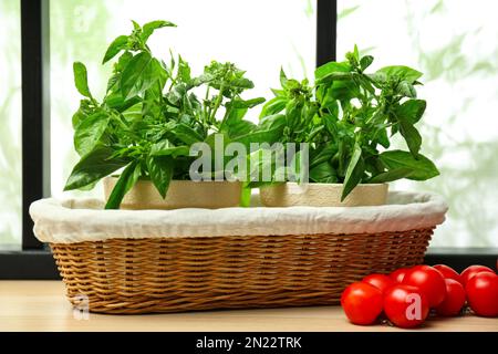 Plantes de basilic vert et tomates sur le rebord de la fenêtre à l'intérieur Banque D'Images