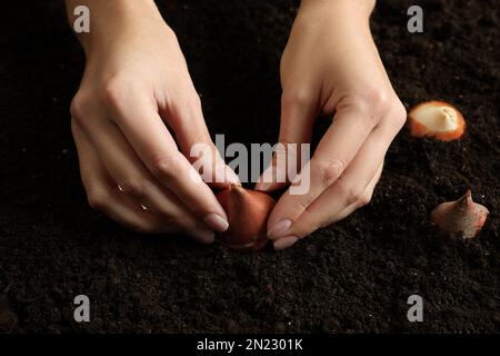 Femme plantant une ampoule de tulipe dans le sol, gros plan Banque D'Images