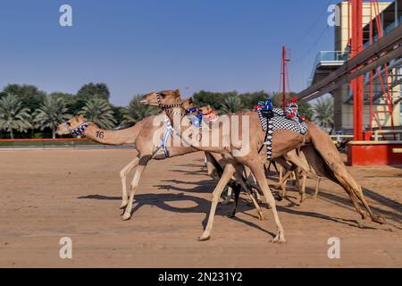 Courses de chameaux Banque D'Images