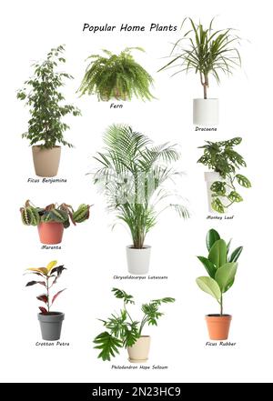 Ensemble de plantes de maison populaires sur fond blanc Banque D'Images